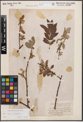 Foto von Salix caprea L. x Salix eleagnos Scop.